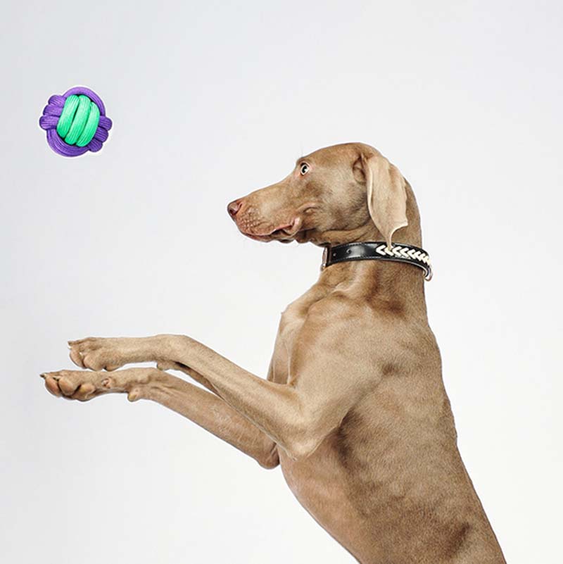 Knots Ball Throwing Dog Toy - Color Clash - FUNNYFUZZY