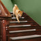 Soft Plush Indoor Stair Protectors Pet Friendly Tape Free Carpet Stair Treads