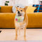 Dog Soccer Ball with Handle Floating Chew Toy
