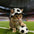 Football Pattern Pet Hat
