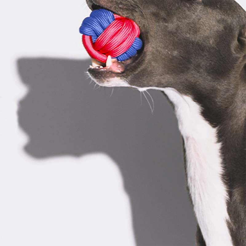 Knots Ball Throwing Dog Toy - Color Clash - FUNNYFUZZY