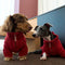 Cable Knit Zipper Collar Dachshund Dog Sweater