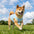 Cooling Ice Silk Sunscreen Dog Vest