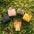 PU Leather Dog Poop Bag Dispenser