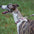 Reflective Weave Adjustable Anti Pull Dog Collar and Leash