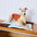 Macaron Color Water-Repellent Multi-Purpose Dog Mat