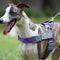 Reflective Buffer Anti Pull Large Dog Harness For Trunk