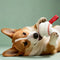 Teething & Play Elastic Interactive Dog Chew Toy