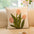 Tulip Sunflower Bouquet Home Decor Sofa Pillow